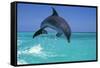 Bottlenosed Dolphin-null-Framed Stretched Canvas