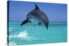 Bottlenosed Dolphin-null-Stretched Canvas