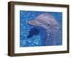 Bottlenosed Dolphin-Georgienne Bradley-Framed Photographic Print