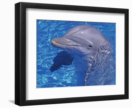 Bottlenosed Dolphin-Georgienne Bradley-Framed Photographic Print