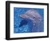 Bottlenosed Dolphin-Georgienne Bradley-Framed Photographic Print