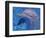 Bottlenosed Dolphin-Georgienne Bradley-Framed Photographic Print