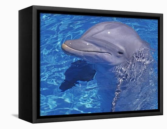 Bottlenosed Dolphin-Georgienne Bradley-Framed Stretched Canvas