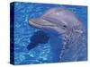 Bottlenosed Dolphin-Georgienne Bradley-Stretched Canvas