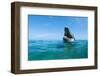 Bottlenosed Dolphin-Stuart Westmorland-Framed Photographic Print