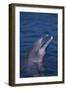 Bottlenosed Dolphin-DLILLC-Framed Photographic Print