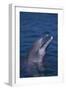 Bottlenosed Dolphin-DLILLC-Framed Photographic Print