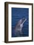 Bottlenosed Dolphin-DLILLC-Framed Photographic Print