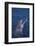 Bottlenosed Dolphin-DLILLC-Framed Photographic Print