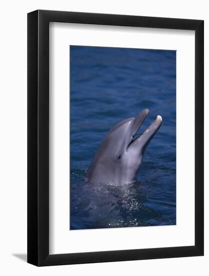 Bottlenosed Dolphin-DLILLC-Framed Photographic Print