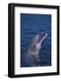 Bottlenosed Dolphin-DLILLC-Framed Photographic Print