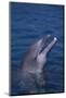 Bottlenosed Dolphin-DLILLC-Mounted Photographic Print