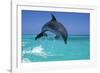 Bottlenosed Dolphin-null-Framed Photographic Print