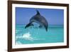 Bottlenosed Dolphin-null-Framed Photographic Print