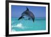 Bottlenosed Dolphin-null-Framed Photographic Print