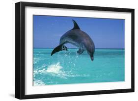 Bottlenosed Dolphin-null-Framed Photographic Print