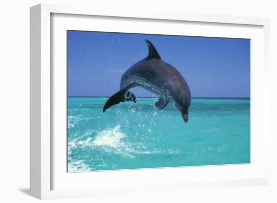 Bottlenosed Dolphin-null-Framed Photographic Print