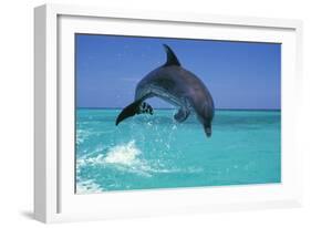 Bottlenosed Dolphin-null-Framed Photographic Print