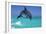 Bottlenosed Dolphin-null-Framed Photographic Print