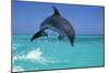 Bottlenosed Dolphin-null-Mounted Photographic Print