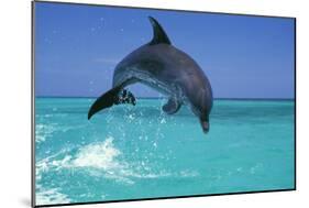 Bottlenosed Dolphin-null-Mounted Photographic Print