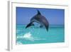 Bottlenosed Dolphin-null-Framed Photographic Print