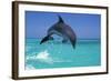 Bottlenosed Dolphin-null-Framed Photographic Print