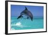 Bottlenosed Dolphin-null-Framed Photographic Print