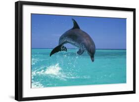 Bottlenosed Dolphin-null-Framed Photographic Print