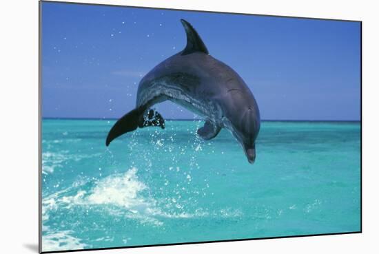 Bottlenosed Dolphin-null-Mounted Photographic Print