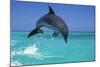 Bottlenosed Dolphin-null-Mounted Photographic Print