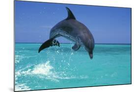 Bottlenosed Dolphin-null-Mounted Photographic Print