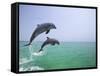 Bottlenosed Dolphins Breaching-Stuart Westmorland-Framed Stretched Canvas
