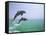 Bottlenosed Dolphins Breaching-Stuart Westmorland-Framed Stretched Canvas