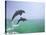 Bottlenosed Dolphins Breaching-Stuart Westmorland-Stretched Canvas