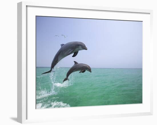 Bottlenosed Dolphins Breaching-Stuart Westmorland-Framed Photographic Print