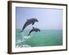 Bottlenosed Dolphins Breaching-Stuart Westmorland-Framed Photographic Print