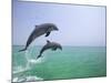 Bottlenosed Dolphins Breaching-Stuart Westmorland-Mounted Photographic Print