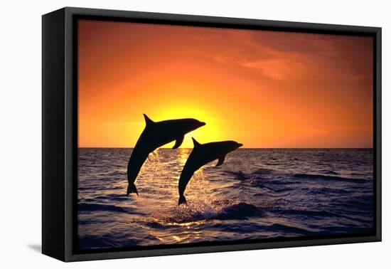 Bottlenosed Dolphins Leaping at Sunset-DLILLC-Framed Stretched Canvas