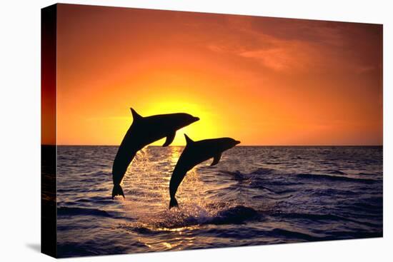 Bottlenosed Dolphins Leaping at Sunset-DLILLC-Stretched Canvas