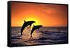 Bottlenosed Dolphins Leaping at Sunset-DLILLC-Framed Stretched Canvas