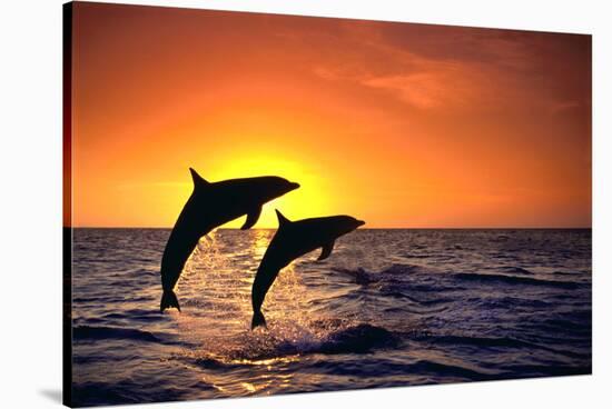 Bottlenosed Dolphins Leaping at Sunset-DLILLC-Stretched Canvas