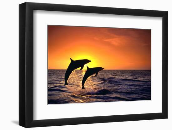 Bottlenosed Dolphins Leaping at Sunset-DLILLC-Framed Premium Photographic Print