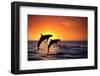 Bottlenosed Dolphins Leaping at Sunset-DLILLC-Framed Premium Photographic Print