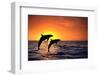 Bottlenosed Dolphins Leaping at Sunset-DLILLC-Framed Premium Photographic Print