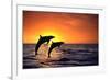 Bottlenosed Dolphins Leaping at Sunset-DLILLC-Framed Photographic Print