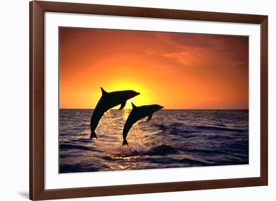 Bottlenosed Dolphins Leaping at Sunset-DLILLC-Framed Photographic Print