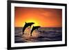 Bottlenosed Dolphins Leaping at Sunset-DLILLC-Framed Photographic Print