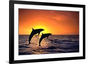 Bottlenosed Dolphins Leaping at Sunset-DLILLC-Framed Photographic Print