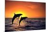 Bottlenosed Dolphins Leaping at Sunset-DLILLC-Mounted Photographic Print